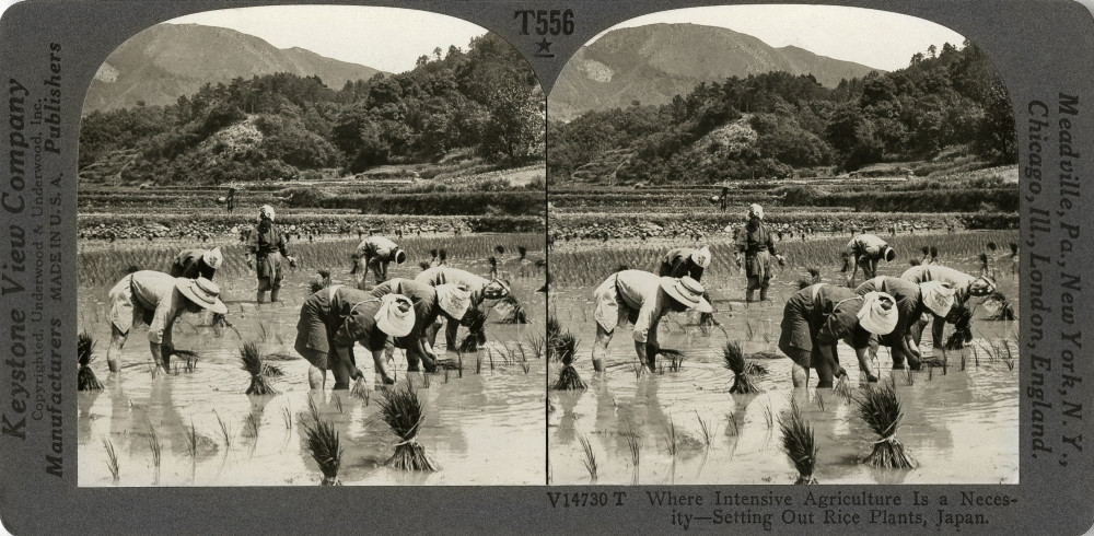 Japan Agriculture, C1920. /N'Where Intensive Agriculture Is A
