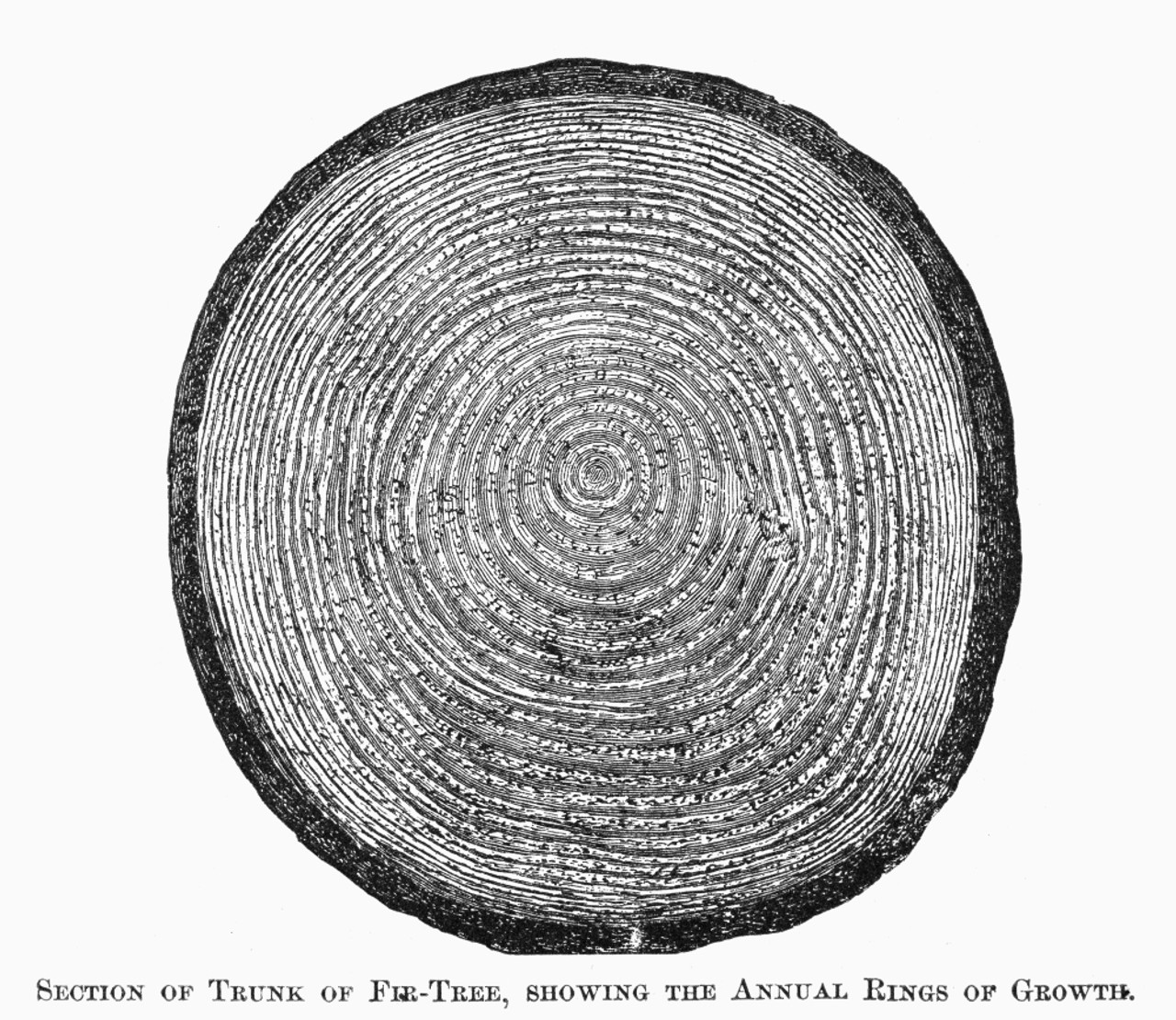 Annual Tree Growth Rings Of The Cross-section Of A Tree Trunk. Royalty Free  SVG, Cliparts, Vectors, and Stock Illustration. Image 33944226.