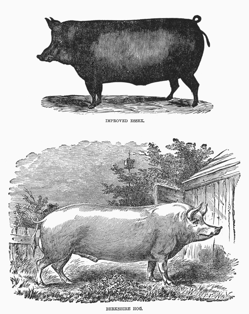 English Breeds Of Pigs. /Nimproved Essex (Top) And Berkshire Hog