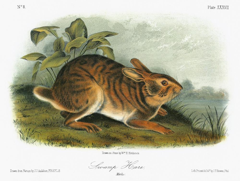 Audubon: Rabbit. /Nswamp Rabbit, Or Swamp Hare (Sylvilagus Aquaticus ...