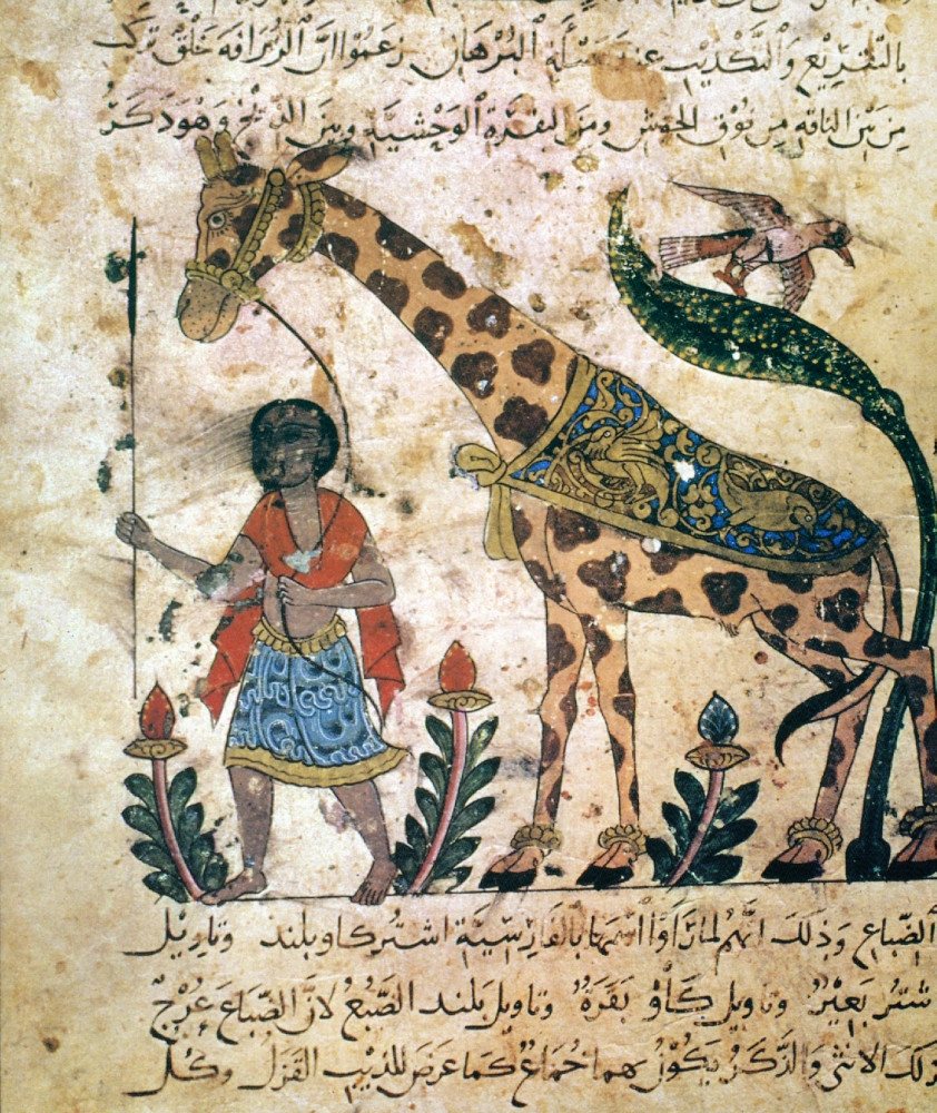 Giraffe, Arabic Manuscript. /Nbridled Giraffe From The 'Book Of Animals