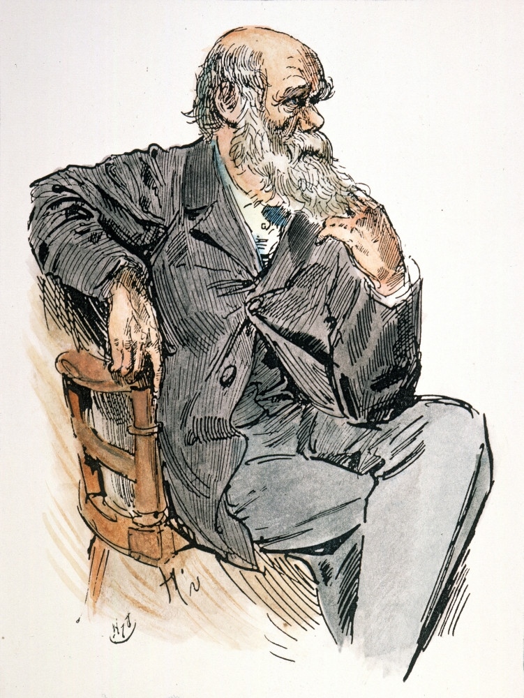charles darwin's drawings