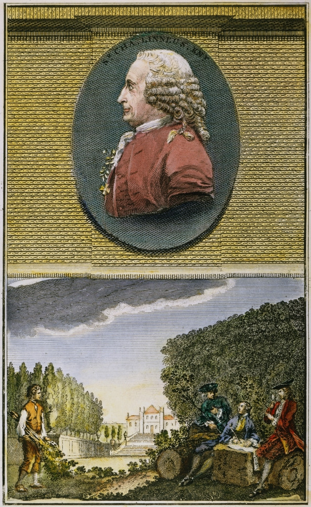 Carolus Linnaeus (1707-1778). /Nswedish Botanist. Profile Portrait, And ...