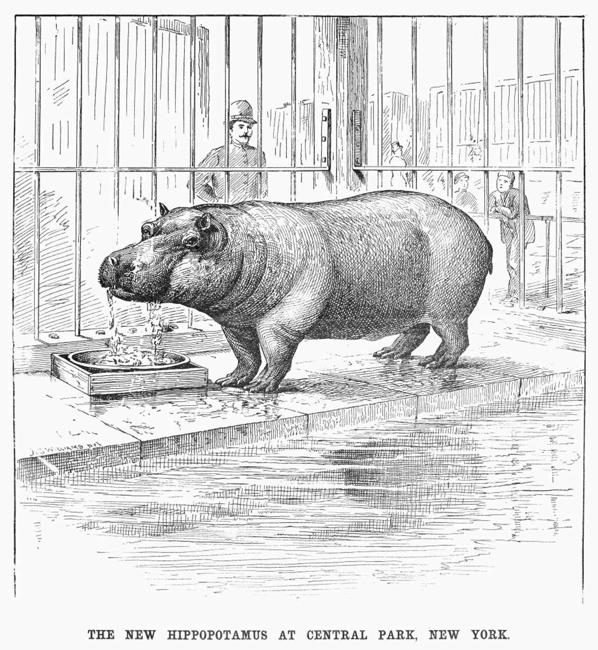Hippo.　19Th　New　American,　New　VARGRC0101773　Collection　Zoo:　Park,　Item　Engraving,　Century.　Central　Hippopotamus　/N'The　Granger　Central　by　At　Wood　Print　Poster　Posterazzi　Park　York.'