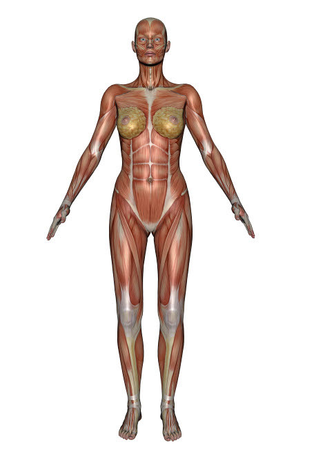 Anatomy of female muscular system, front view Poster Print by