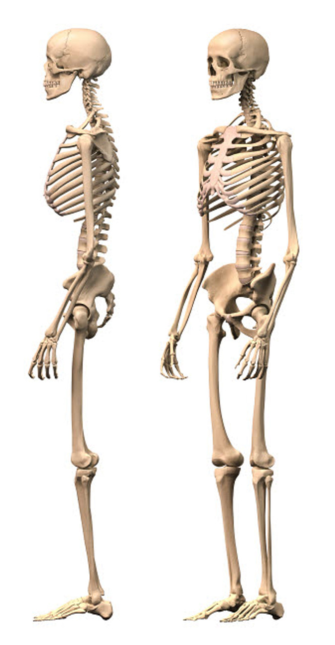 Anatomy Of Male Human Skeleton Side View And Perspective View Poster Print By Leonello Calvetti 3251