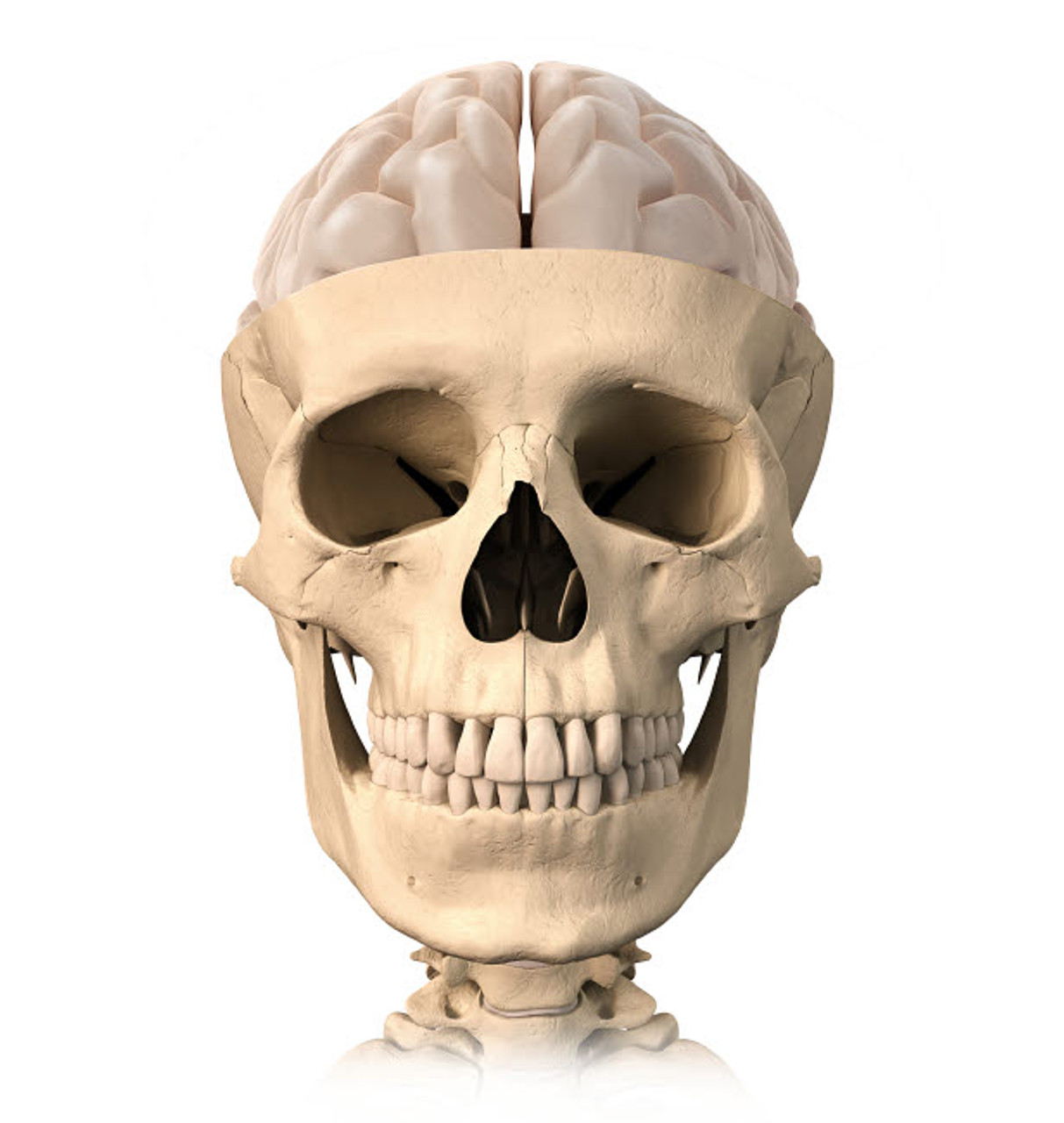 Brain and skull anatomy, illustration - Stock Image - C038/4321