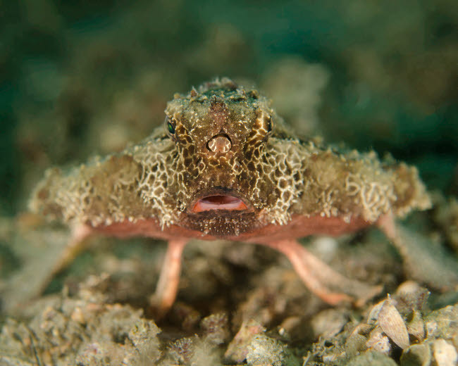 Walking Batfish Florida