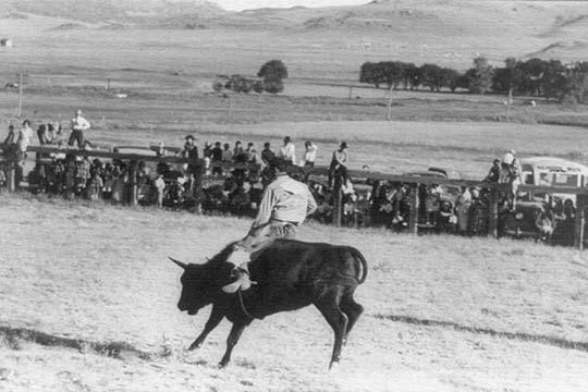 A cowboy rides a steer at the Bean Day Rodeo. Wagon Mound, New Mexico