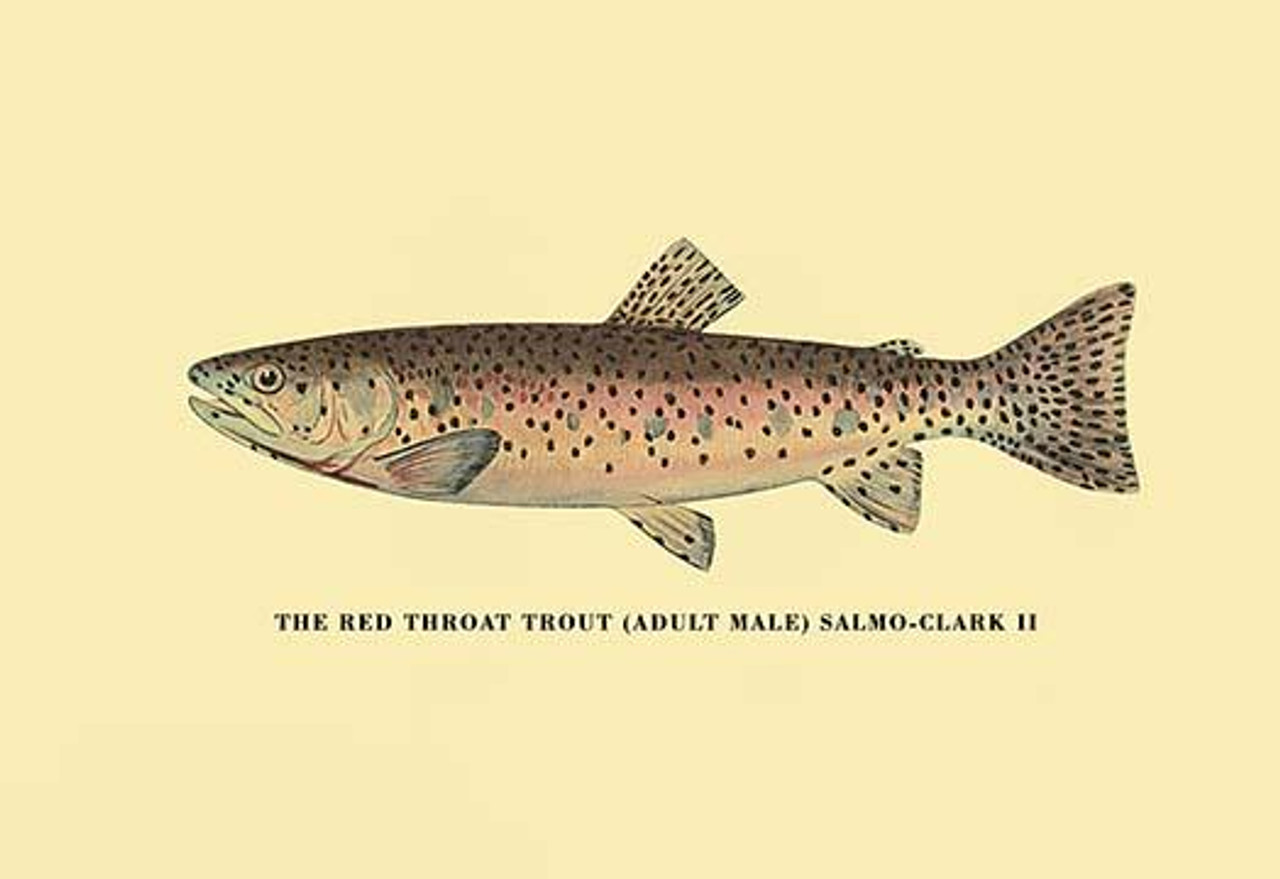 Charles Zibeon Southard penned a book about Trout fishing in America and  this illustration showed one of the species. Poster Print by H.H. Leonard -  Item # VARBLL0587023015 - Posterazzi