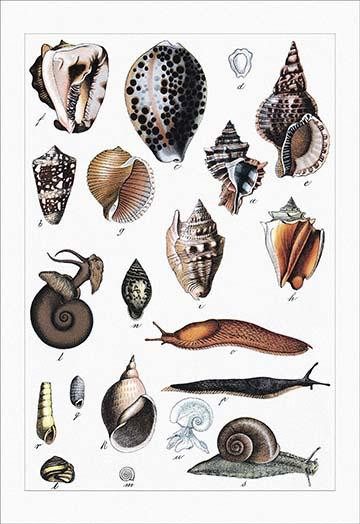 A variety of mollusks and shells from the conch, cone, and cowry to the ...