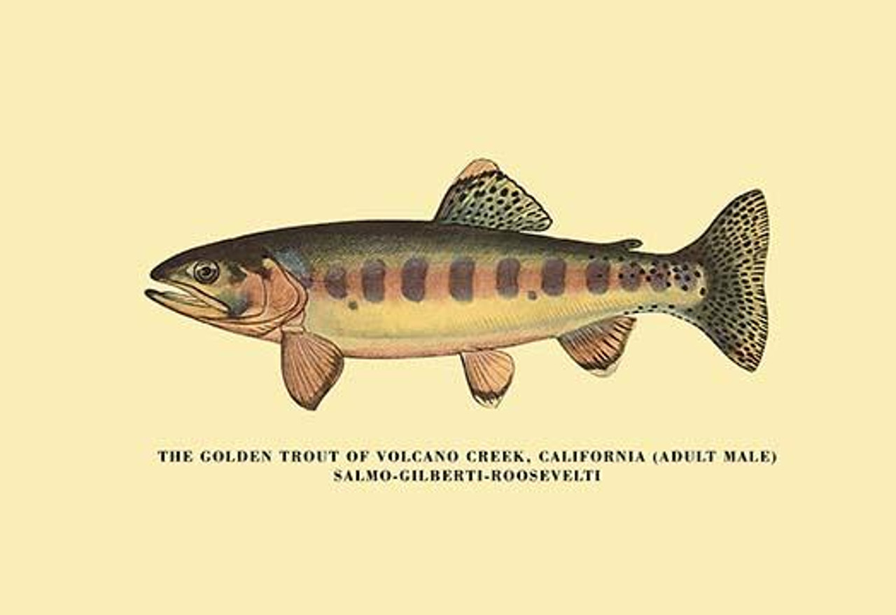 Charles Zibeon Southard penned a book about Trout fishing in America and  this illustration showed one of the species. Poster Print by H.H. Leonard -  Item # VARBLL0587023147 - Posterazzi