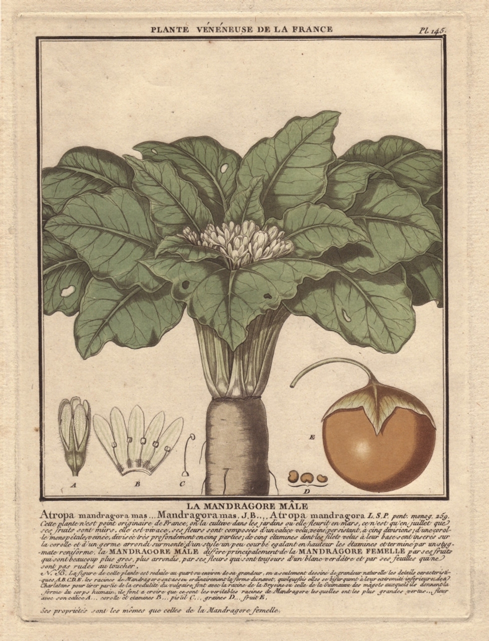 Antique Illustration Of Mandrake Plant Stock Illustration