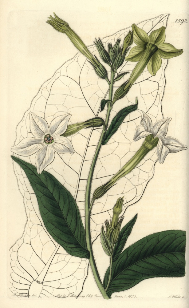 persian tobacco Shiraz Or Persian Tobacco Nicotiana Alata Poster Print By ® Florilegius /  Mary Evans - Item # VARMEL10940093