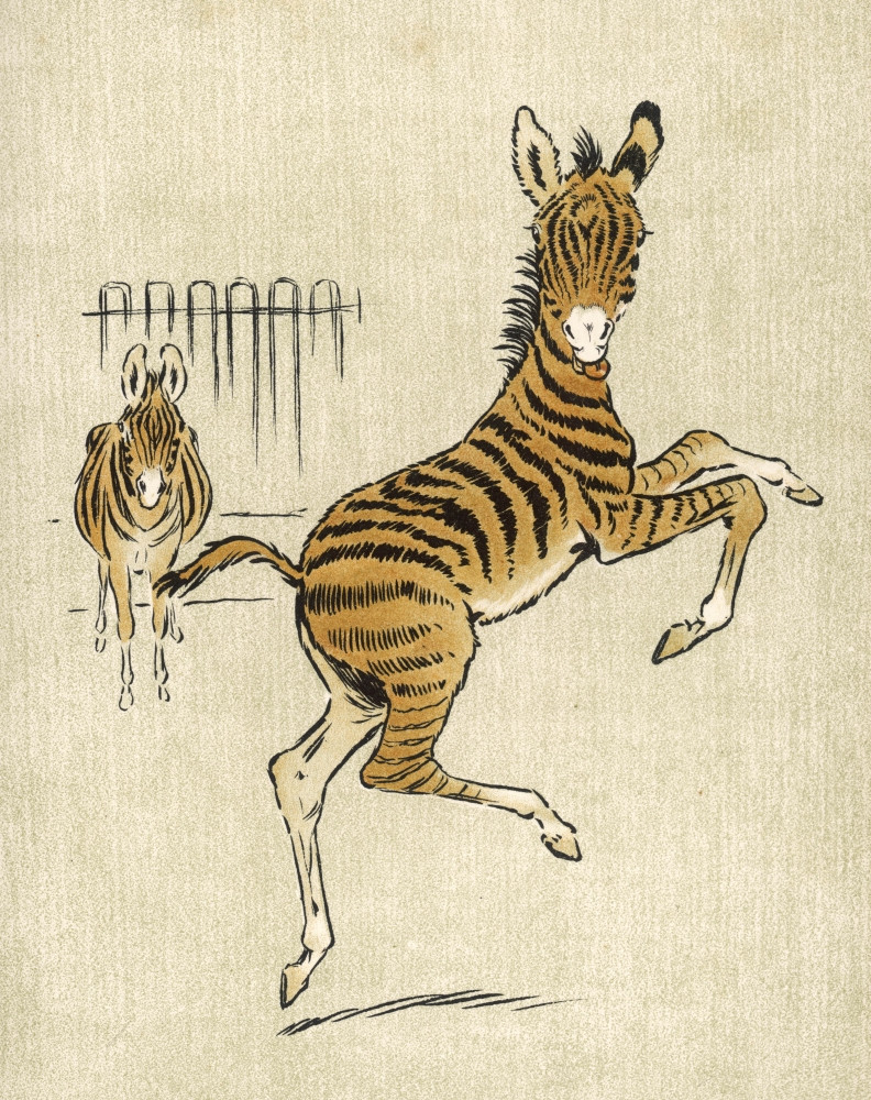 zebra image library