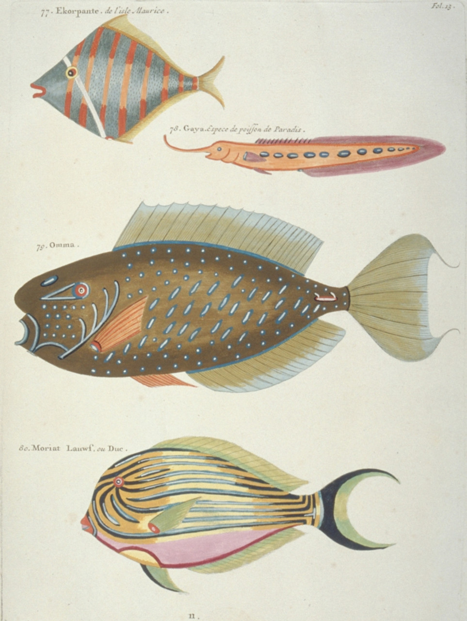 Colourful Illustration Of Four Fish Poster Print By Mary Evans / Natural  History Museum - Item # VARMEL10708225