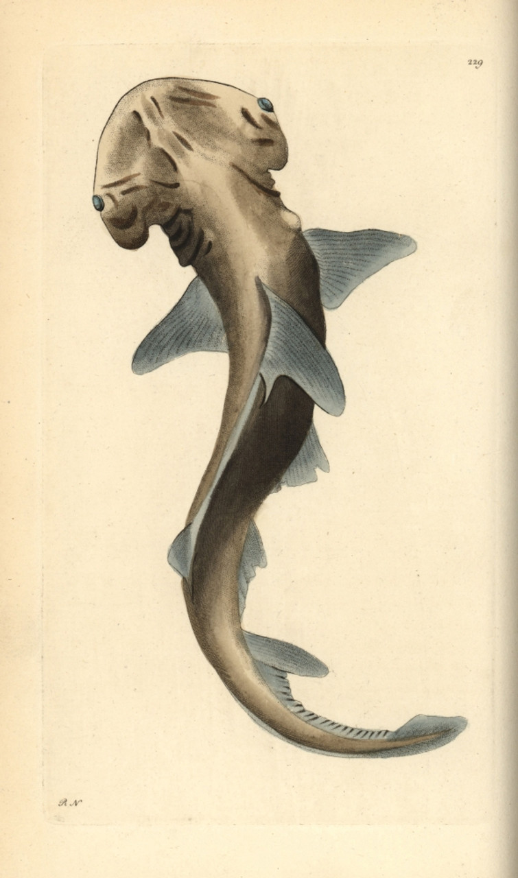 bonnethead shark drawing