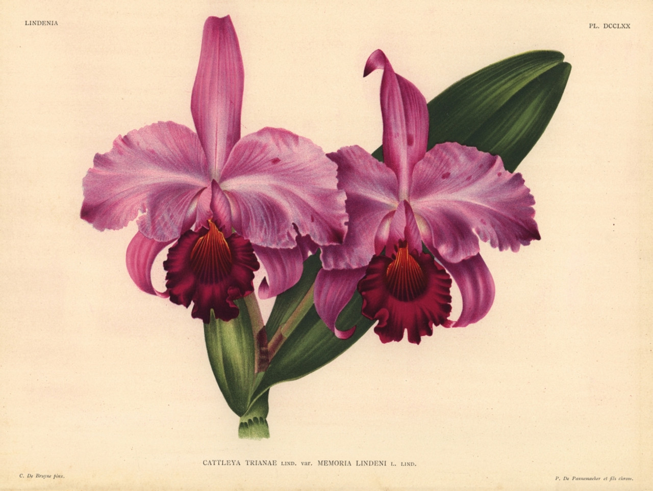 Memoria Orchid - Lindeni Print Posterazzi Poster Mary Hybrid By Lind Evans ® Item / VARMEL10939340 Cattleya - Trianae # Florilegius Var