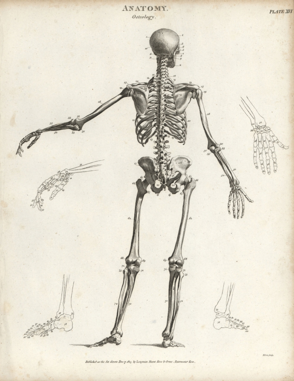 human skeleton drawing back