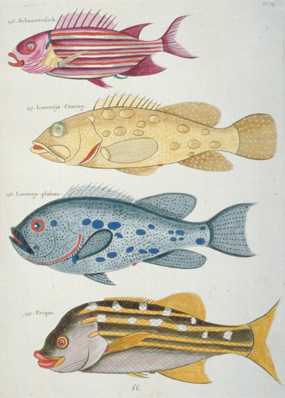 Colourful Illustration Of Four Fish Poster Print By Mary Evans