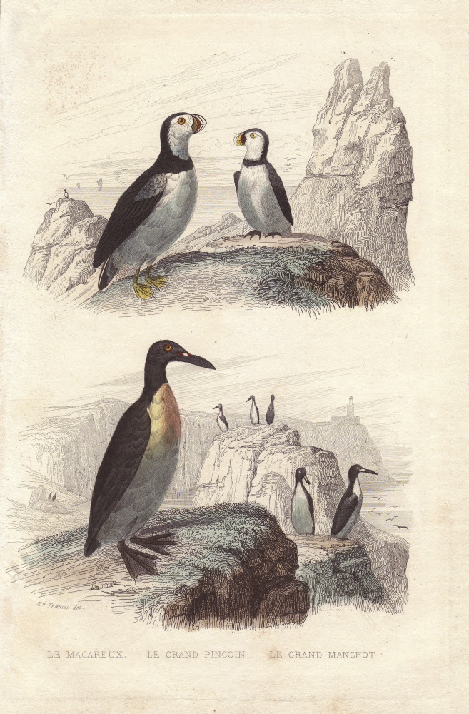 Puffin Extinct Great Auk And Emperor Penguin Poster Print By ...