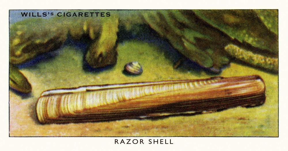 shell cigarette prices Wills' Cigarette Card - Razor Shell. Poster Print By Mary Evans Picture  Library/Peter & Dawn Cope Collection - Item # VARMEL11066105