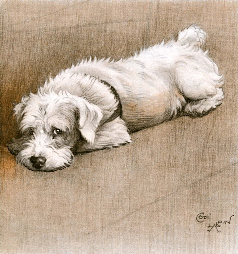 Illustration Of A Sealyham Terrier By Cecil Aldin Poster Print By