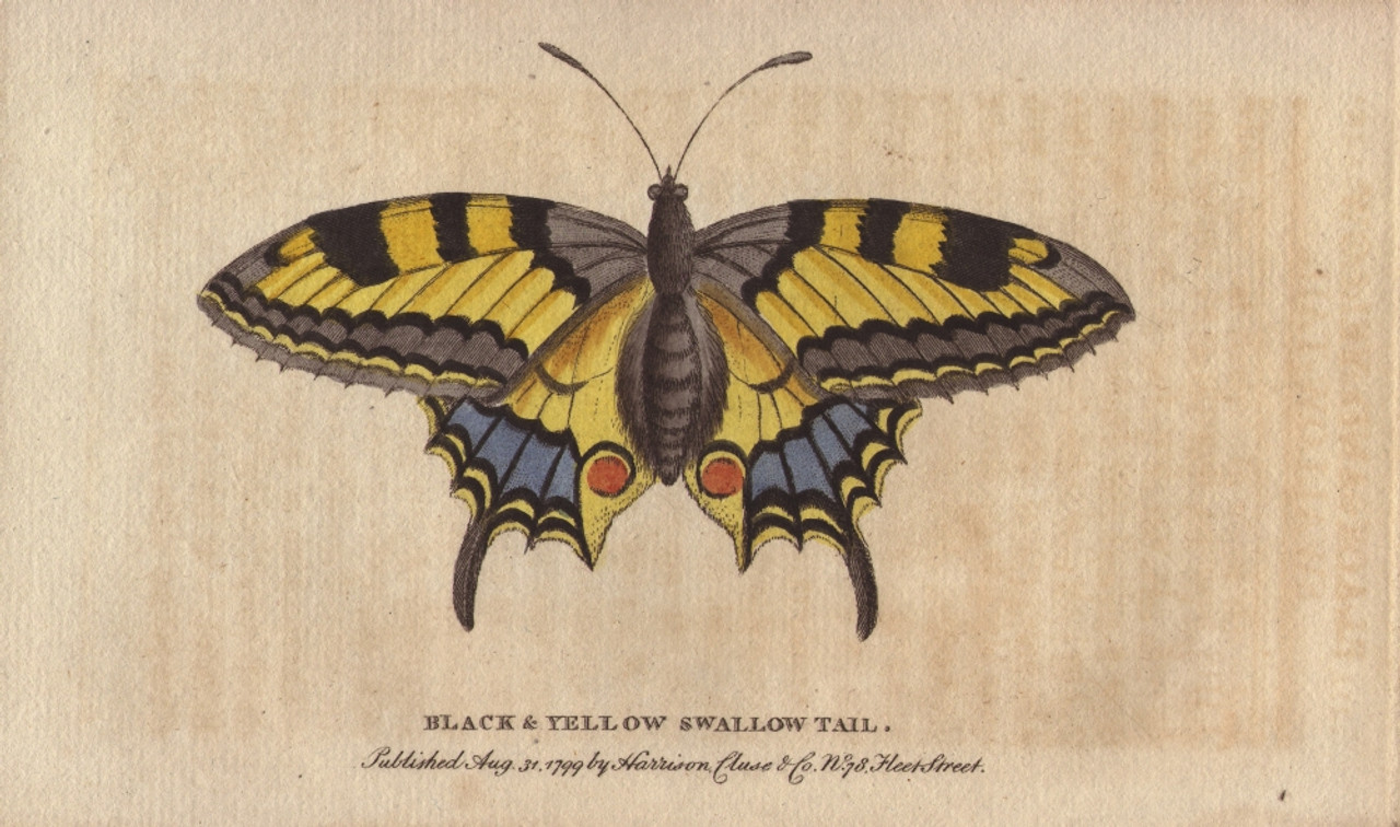 版画 SWALLOWTAIL BUTTERFLY Black And Yellow Swallowtail Butterfly Papilio Machaon