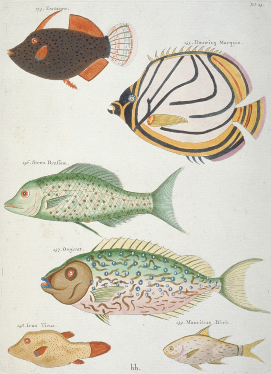 Colourful Illustration Of Six Fish Poster Print By Mary Evans / Natural  History Museum - Item # VARMEL10708237 - Posterazzi