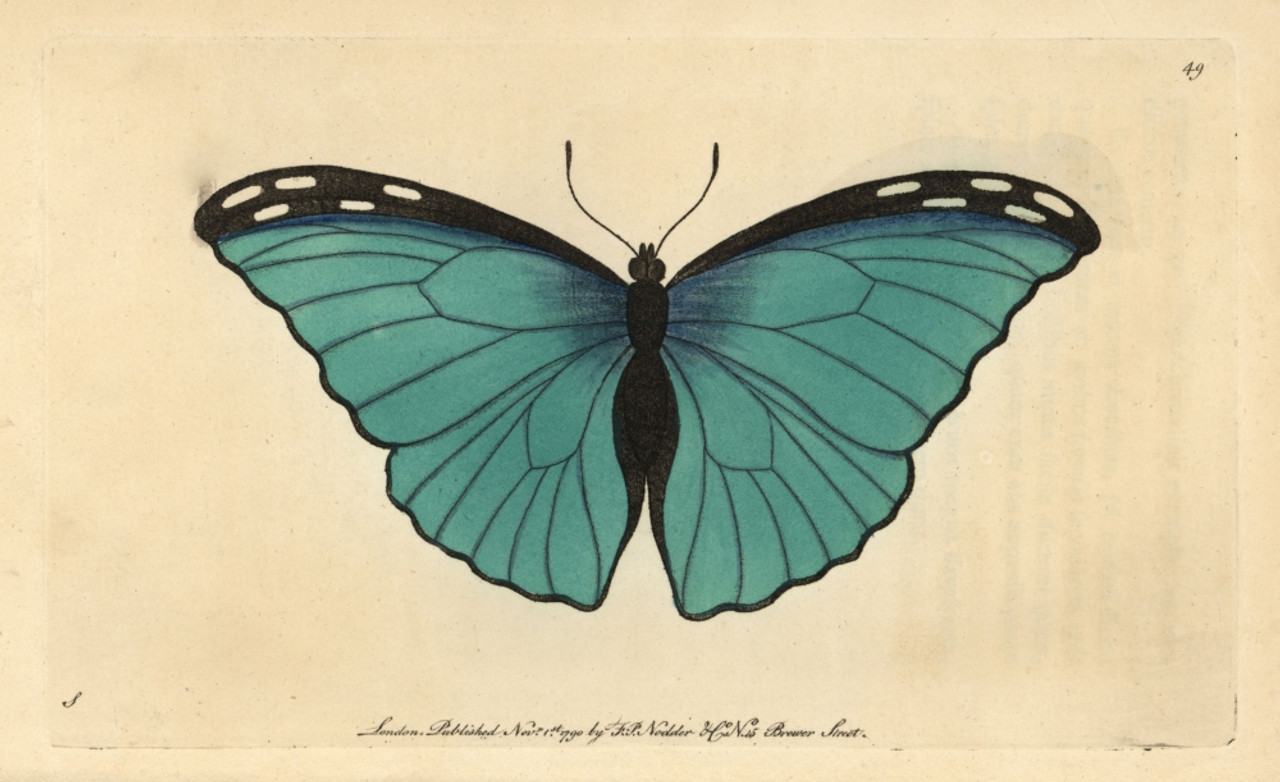 evans blue butterfly