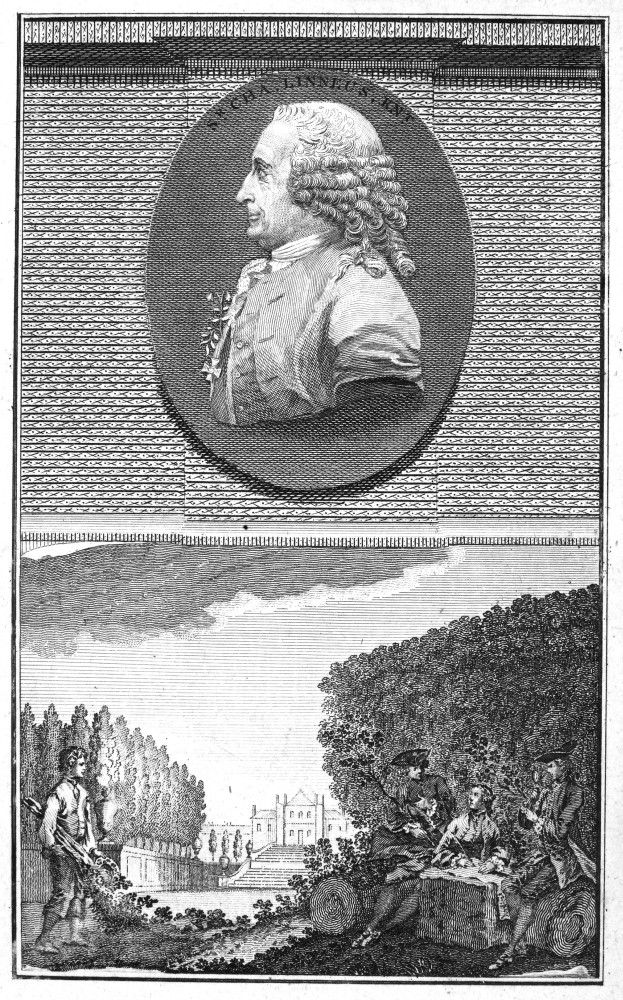Carolus Linnaeus (1707-1778). /Nswedish Physician And Botanist. An 18Th ...