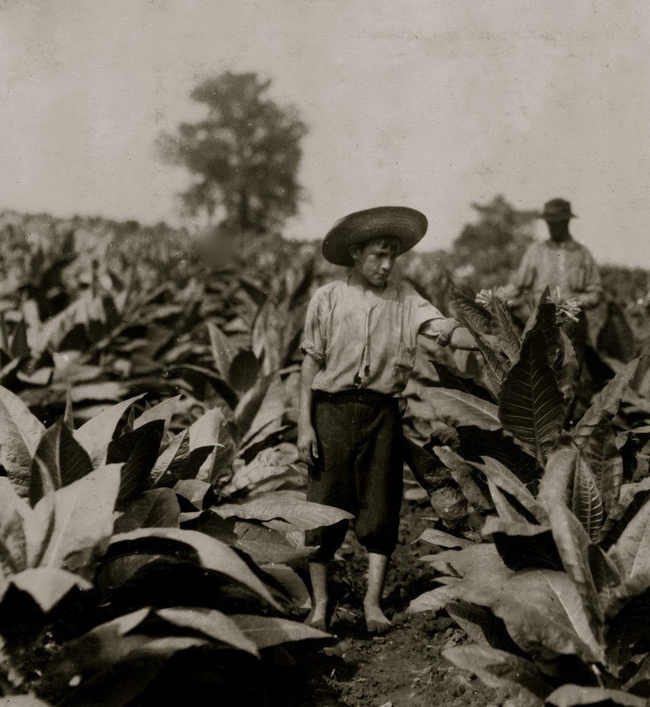 roland tobacco Topping tobacco. Roland Lowe, 13 years old in field with two brothers.  There are 7 boys and 2 girls in the family, and 4 are in school. Father,  Mose Lowe, R. Route
