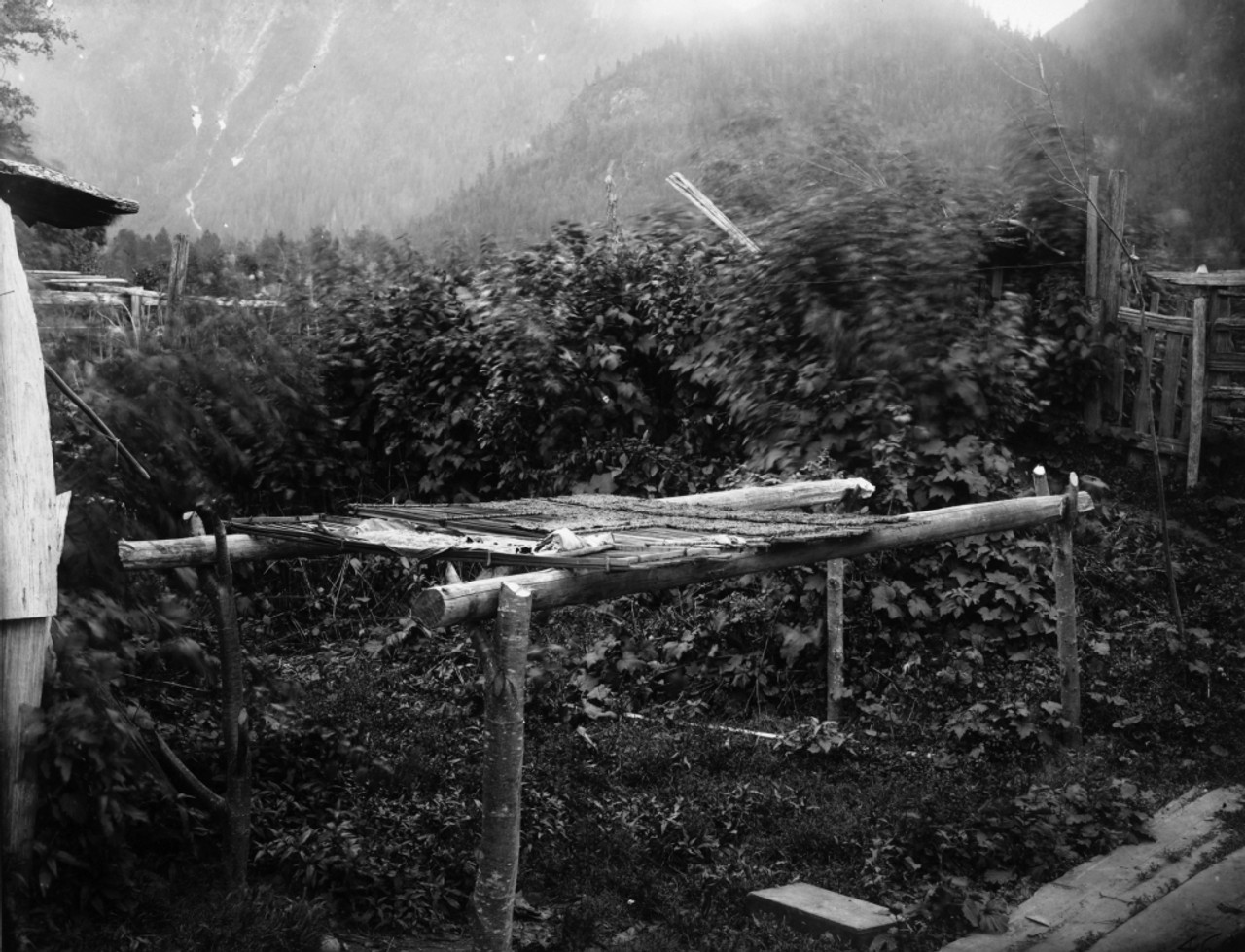 Canada: Drying Berries. /Nstrawberries And Salmonberries Drying On A Rack  Made Of Split Cedar In A Nuxalk (Or Bella Coola) Native American Village In  ...