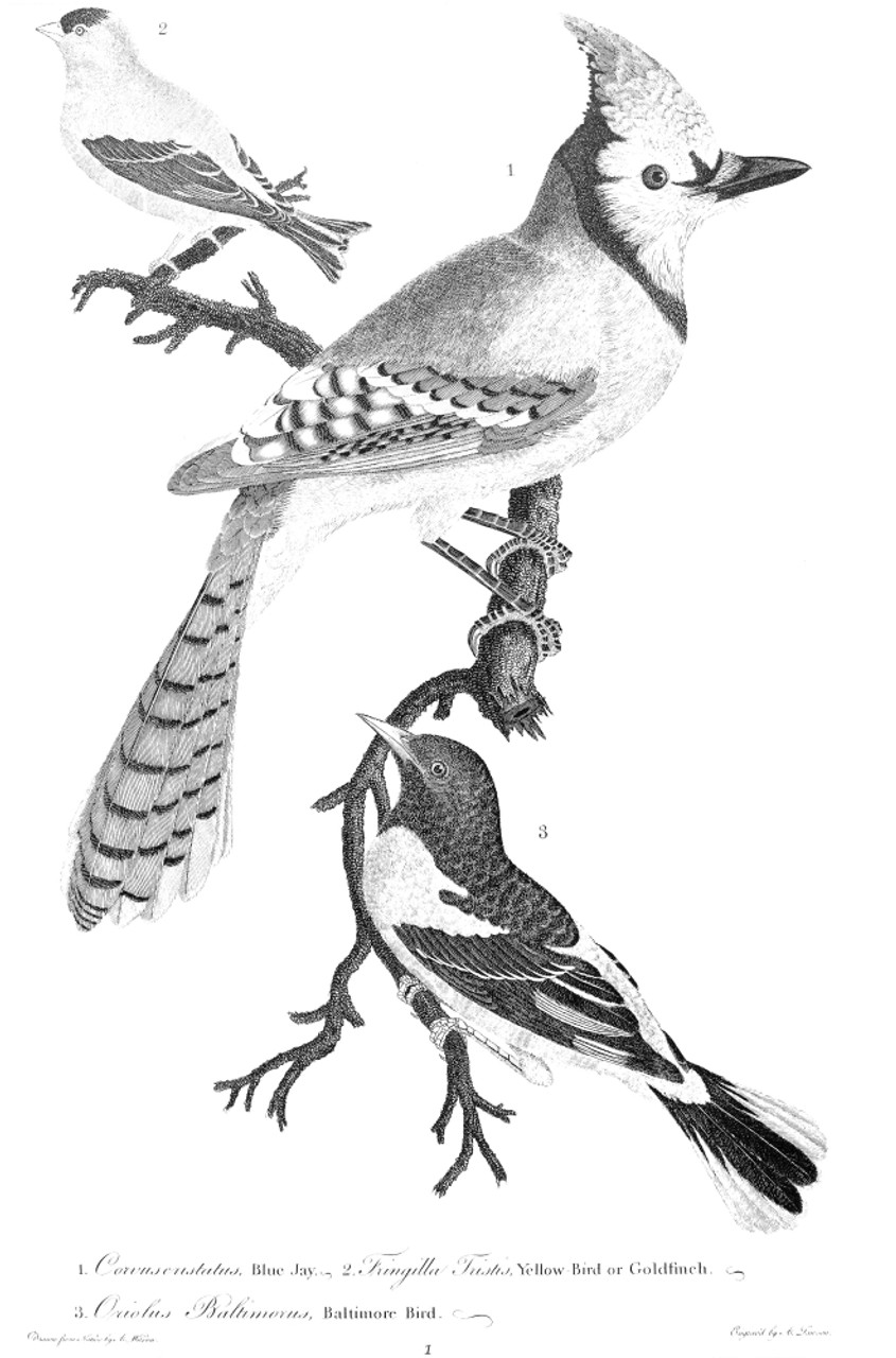 BLACK AND WHITE BLUE JAY Art Print