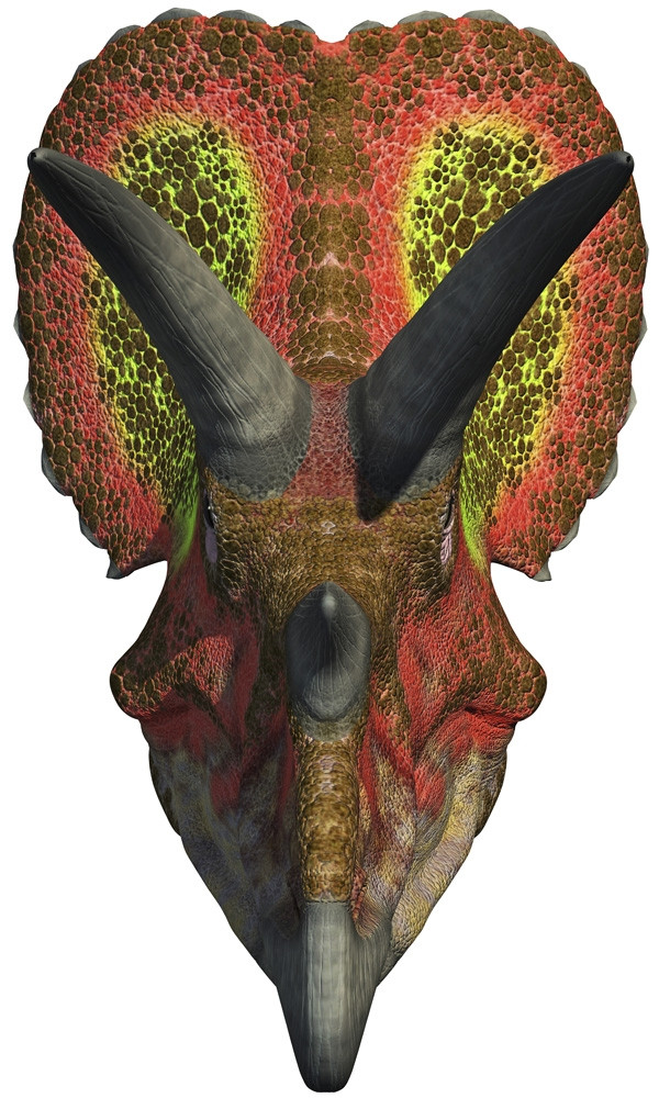 A head-on view of a Triceratops. Poster Print by Arthur Dorety