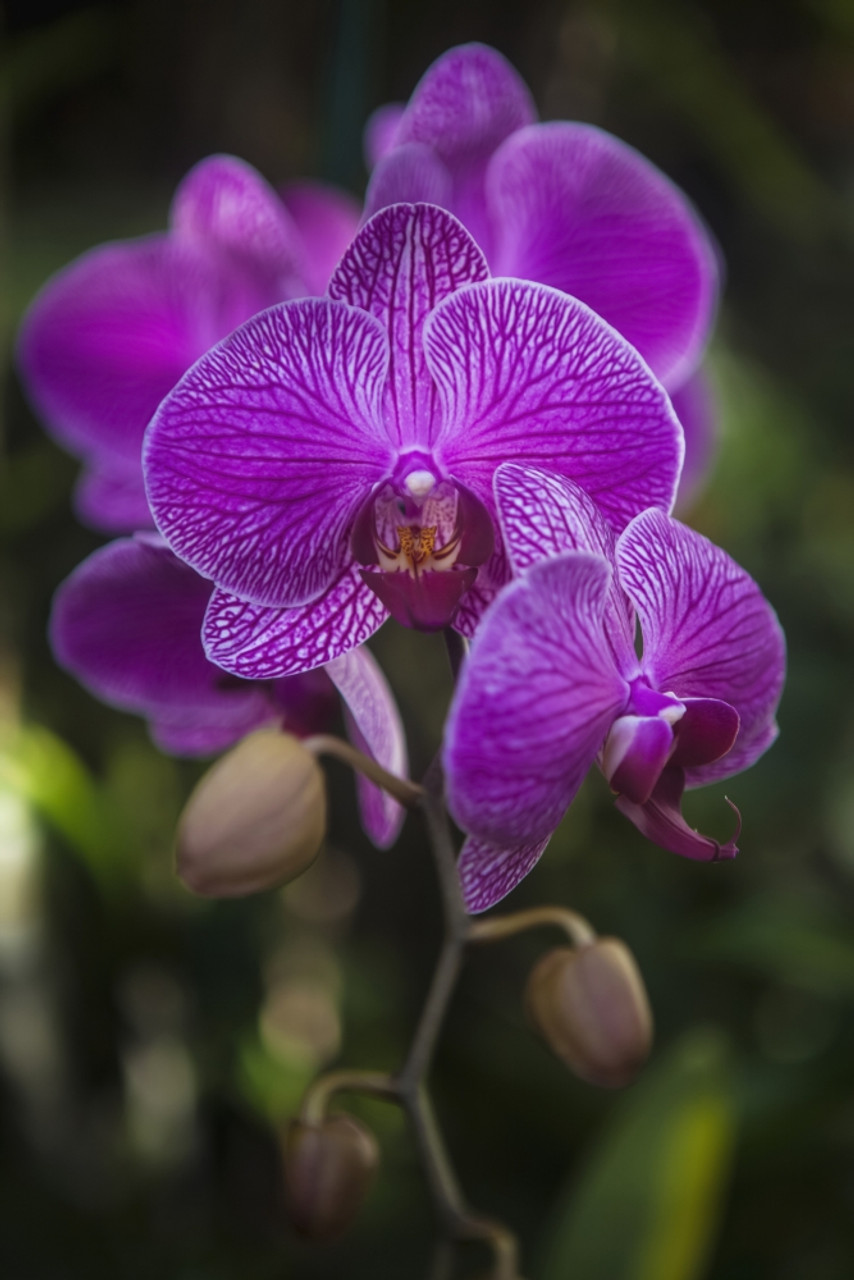 Photo of the bloom of Orchid (Phalaenopsis I-Lan Golden Tree) posted by  BlueOddish 