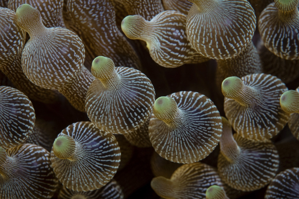 Detail of the colorful tentacles on a Entacmaea quadricolor bulbed ...