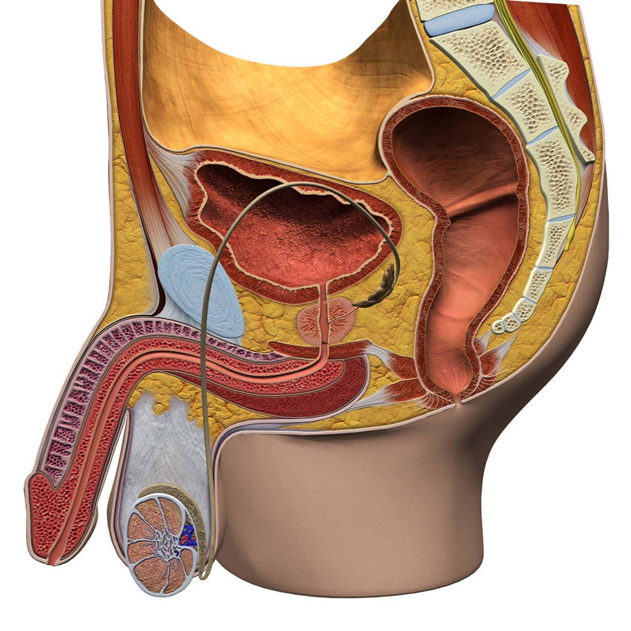 Male reproductive system, sagittal section view. Poster Print by Hank Grebe/Stocktrek Images - Item # VARPSTHAG700001H