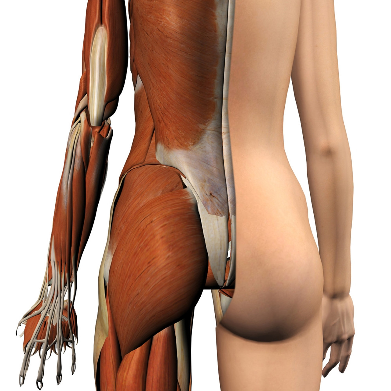 Female chest and abdomen muscles, split skin layer, three quarter