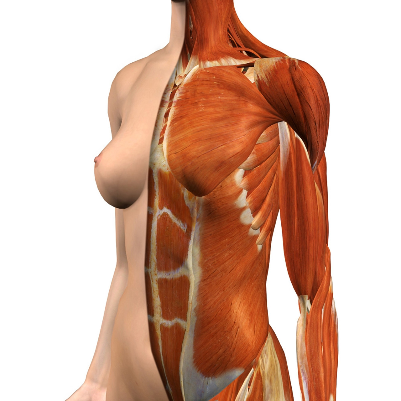 Female chest and abdomen muscles, split skin layer, three quarter