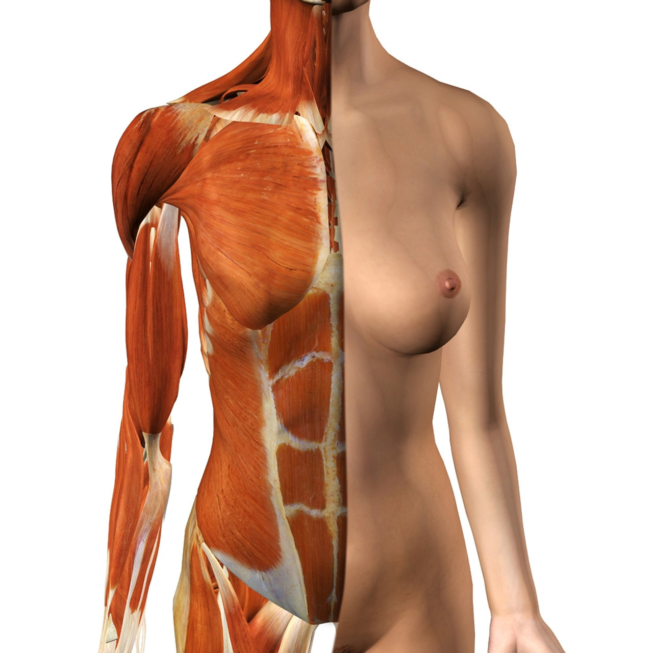 Female Chest And Abdomen Muscles, Split #1 by Hank Grebe