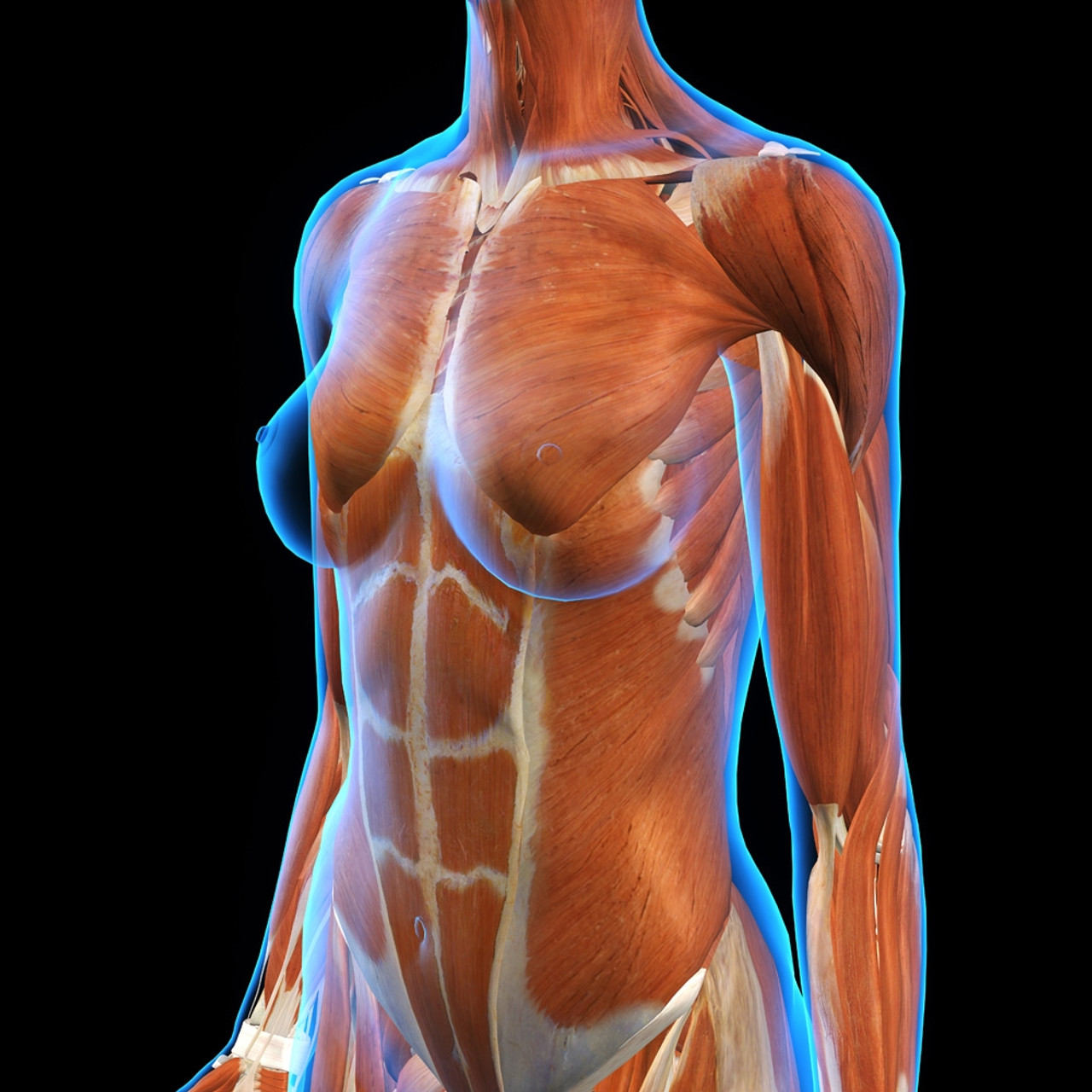 Three quarter view of female chest muscles, x-ray style. Poster