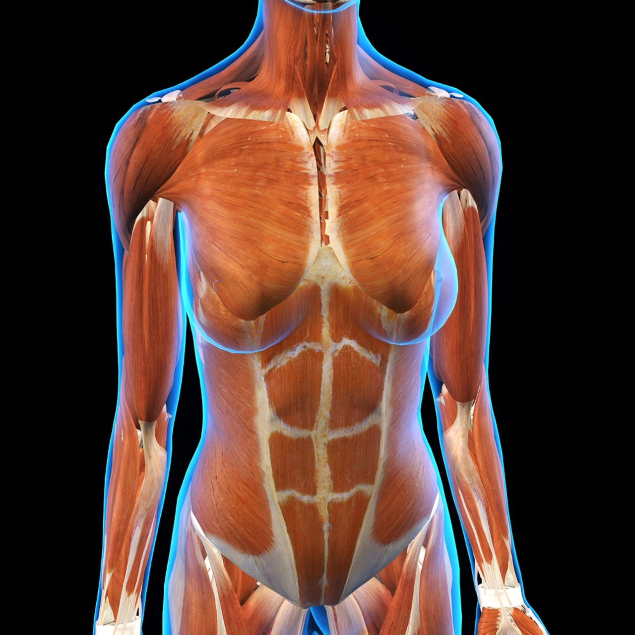 Female Chest Abdominal Muscles Anatomy in Blue X-Ray outline Full Color 3D  computer generated illustration on Black Background Stock Photo - Alamy