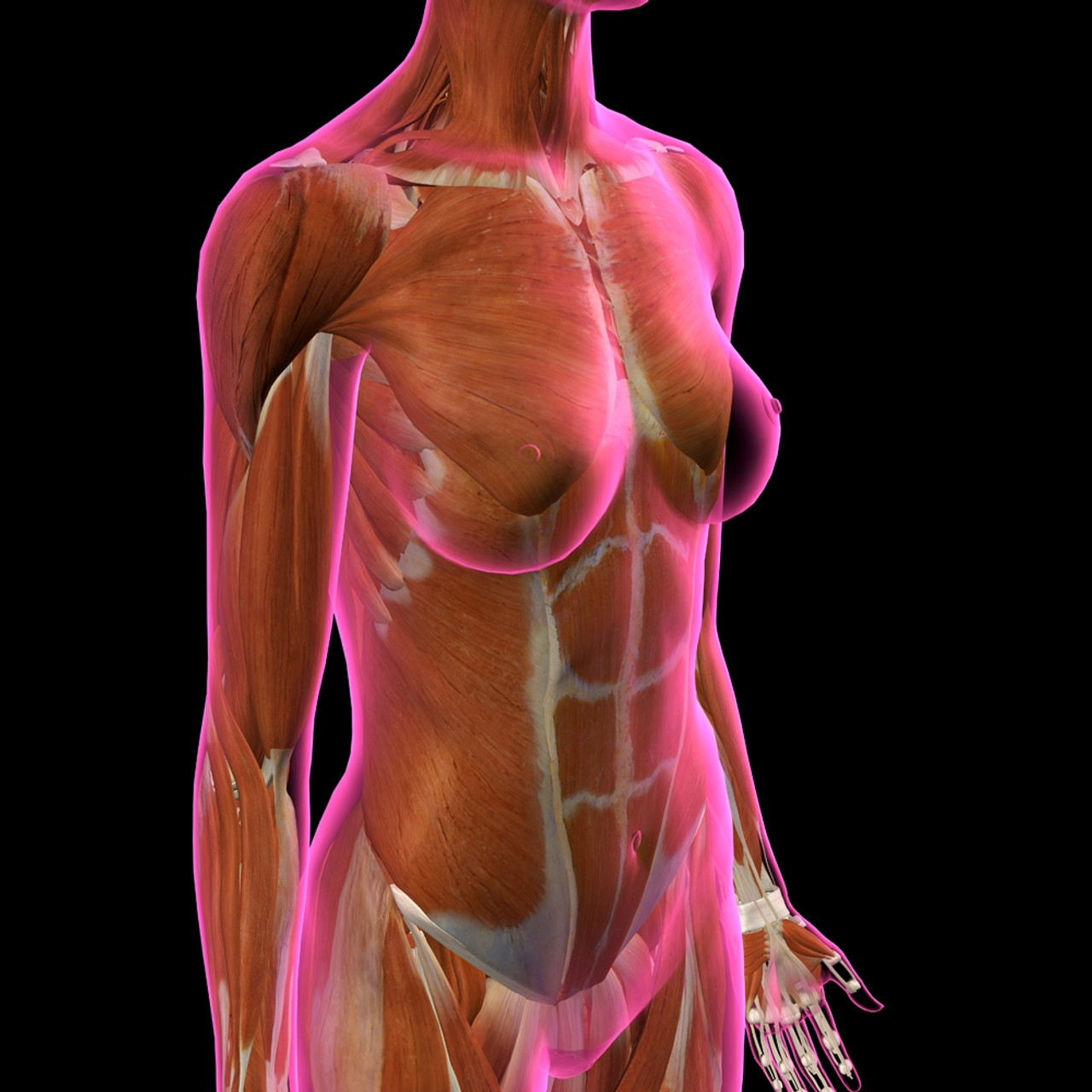 Female chest and abdomen muslces, pink x-ray view. Poster Print by