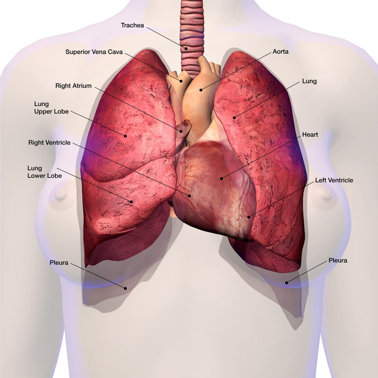 Female Chest Muscles With Labels Photograph by Hank Grebe - Fine