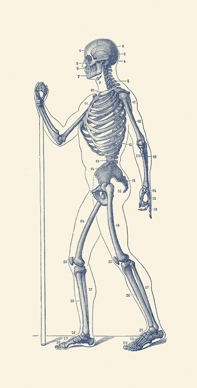 Vintage anatomy print of a human skeleton facing sideways. Poster Print ...