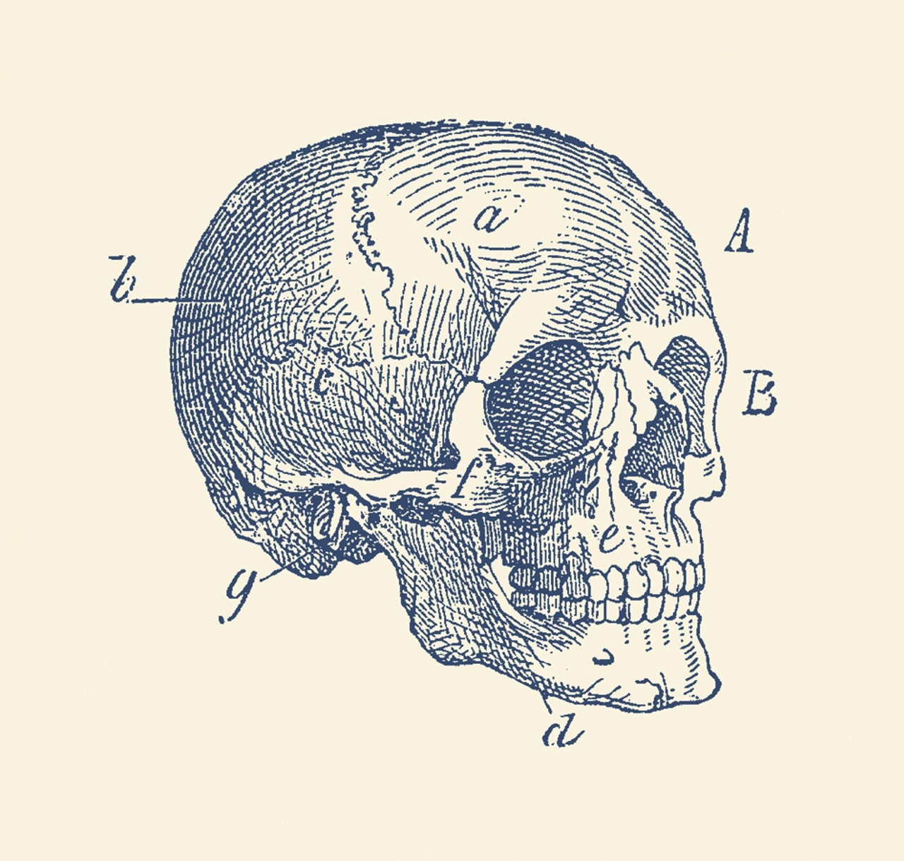 vintage skull art