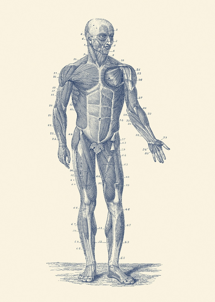musculoskeletal anatomy posters