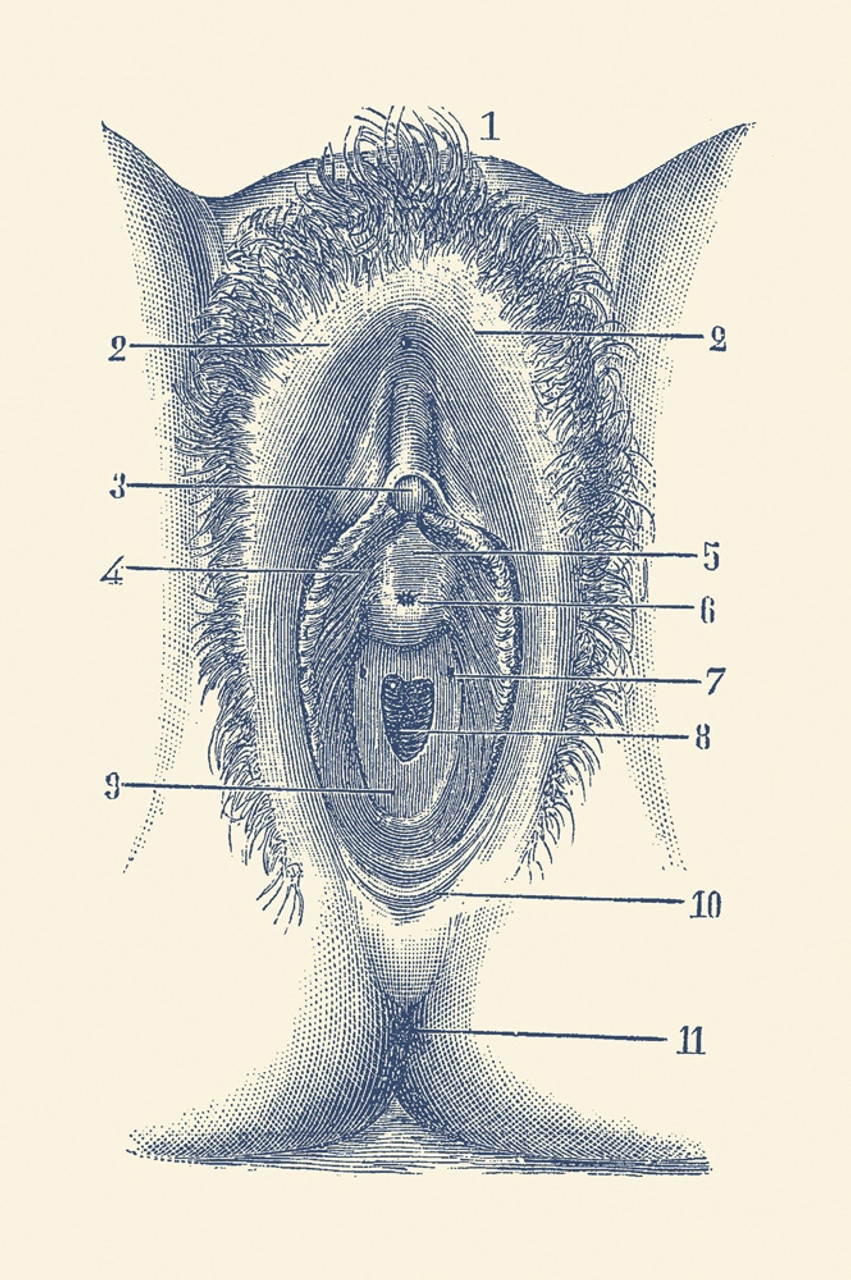 Human female reproductive system infographic diagram Illustration #191421272