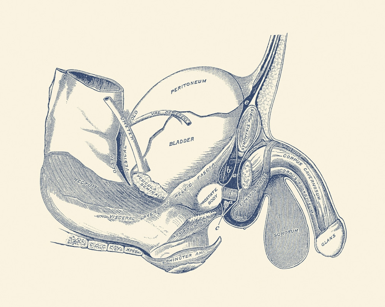 animal repro (male reproductive tract) Diagram | Quizlet